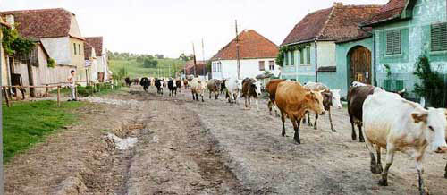 cowsarecominghome